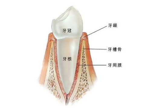 烤瓷牙碎了可以修补吗(图1)